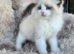 TICA registered ragdoll kittens Profile
