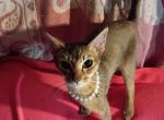 Ruddy Puma Profile