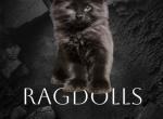 Mountain Ragdolls Profile