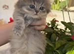 Atlas fluffy female Profile
