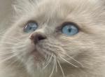 Ragdoll kitten Profile