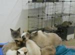 DOWNSIZING Cattery Profile