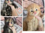 New mainecoon liter all females left Profile