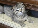 Jasper the go getter Siamese X Scottish fold Profile