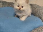 Ragdoll kittens Profile