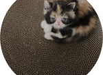 Exotic Shorthair Kittens Profile