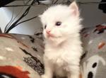 Ragdoll Profile