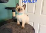 Harley&Lilly&Chloe Profile