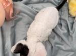 Hammy Profile