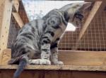 F6 SAVANNAH BOY AND GIRL AVAILABLE Profile