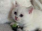 White Scottish straight kitten Profile