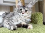 Silver Maine Coon Girl Profile