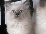 Ragdoll Profile