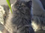 Grey kitten Tedi Profile