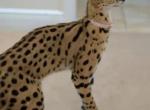 AFEICAN SERVAL FEMALE AVAILABLE SUPER TAME GIRL Profile