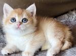 Goldie Golden Shaded British Shorthair girl Profile