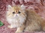 Golden Extreme Persian kittens CFA Profile