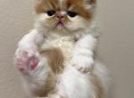 Persian babies Profile