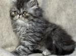 SP18 Sapphire Blue Cream Smoke Tortie Profile