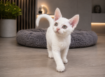 Devon Rex White female Profile
