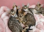 Gorgeous Savannah litter Profile