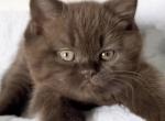 Chocolate litter Profile