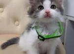 Beautiful kitten Profile
