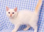 Balinese male kitten Profile