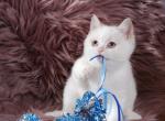 Winston British Shorthair Cinnamon Golden Point Profile