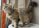 Mix Naine Coon & Norwegian Profile