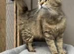 Mix Naine Coon & Norwegian Profile