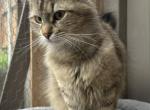 Mix Naine Coon & Norwegian Profile