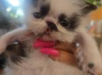 Miss Kittens Profile