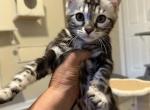 Reduced and ready for her forever home Profile