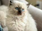 Gorgeous Seal point Balinese kitten 3 Profile