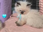 Himalayan Kittens Profile