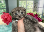 Portland Ilan Scottish Fold Kitten Profile