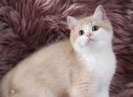 Apples Lilac Golden Bi Color Girl Profile