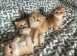 Golden Twinkies Profile