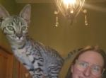 Savannah Kittens with Payment Plans Profile