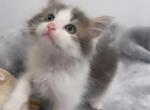 Beautiful kitten ready for a home Profile