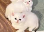 Flkitten1 3 white Profile