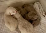 Ragdoll and Cherubim New Arrivals Profile