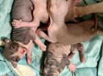 Juno Litter Profile