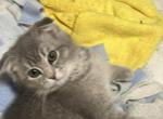 Hazel sweet one Siamese Scottish fold Profile
