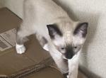 BANDIT SNOW MANX Profile