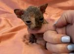 Sphynx babies Profile