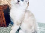 Sweetest Ragdoll kittens Profile