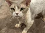 Devon Rex Cat Profile