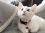 Chanom Odd Eye Rare Thai Khao Manee Kitten Profile